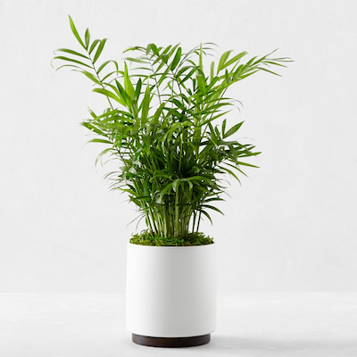 Ceramic potted herbs arrangement